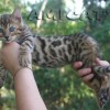 Bengal Mini Leopardo Amicat´s Filhotes Preço Comprar Vender